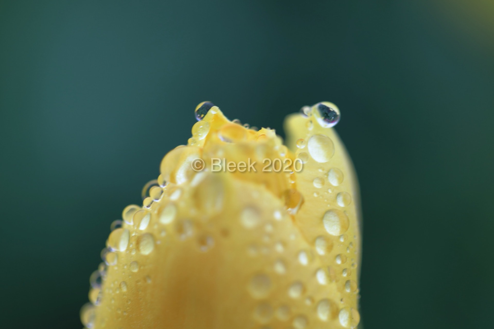 7Y1A5579ns2k_wm_2020