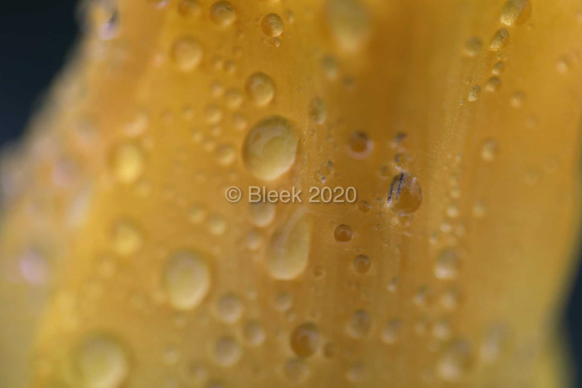 7Y1A5595ns2k_wm_2020