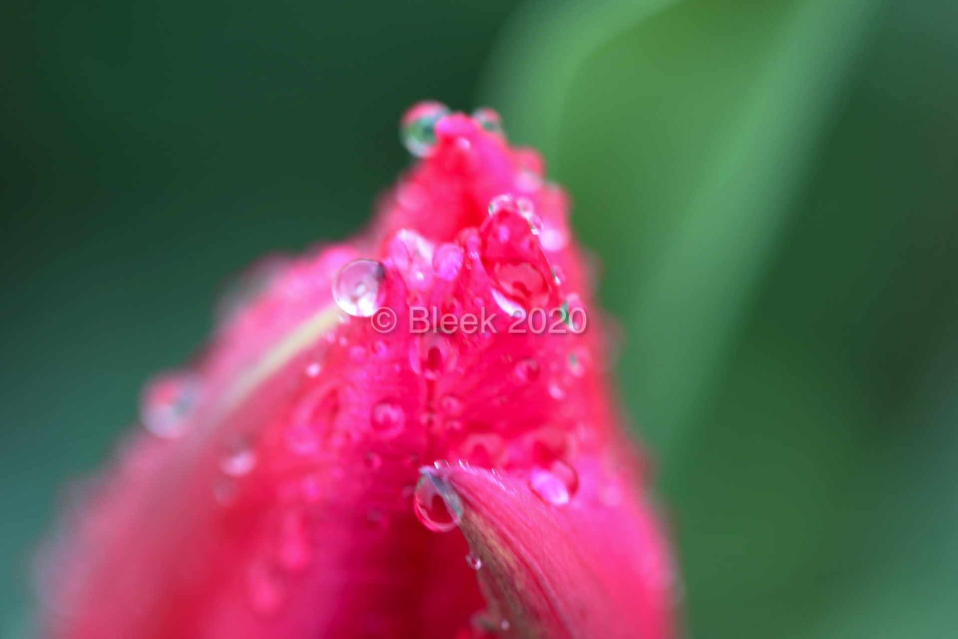 7Y1A5601ns2k_wm_2020