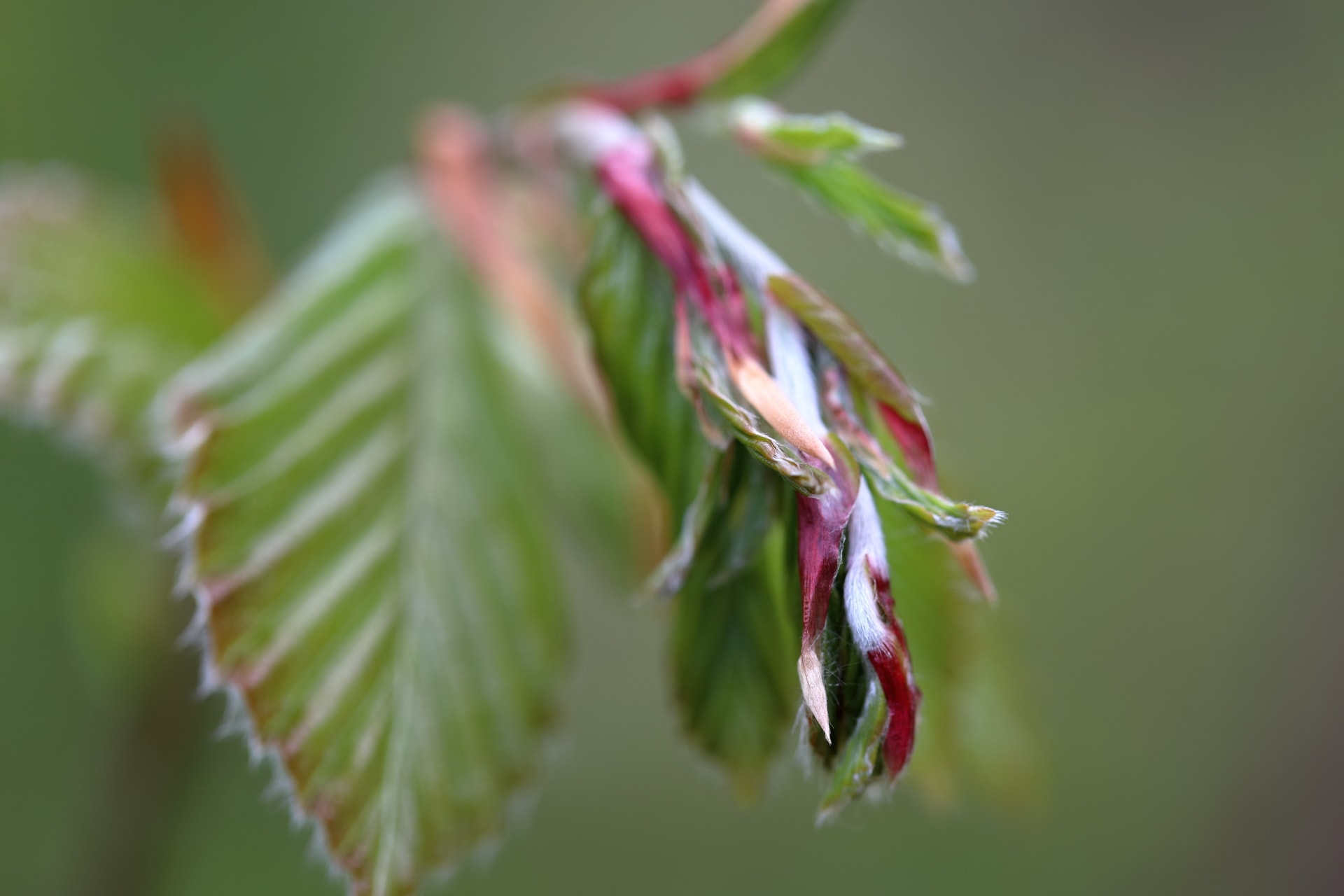 Buchenknospe Buchenknospe
