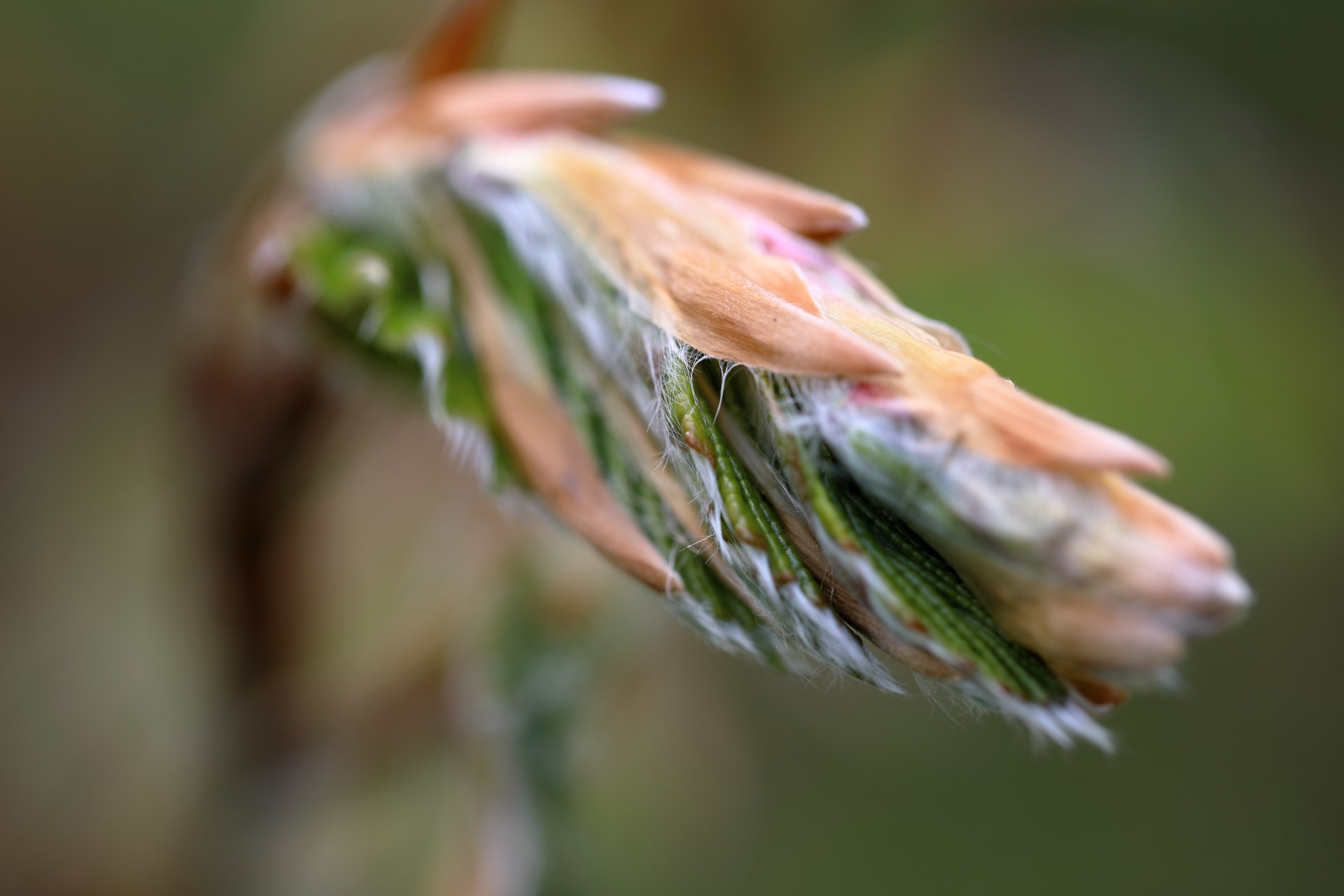 Buche-3 Buchenknospe