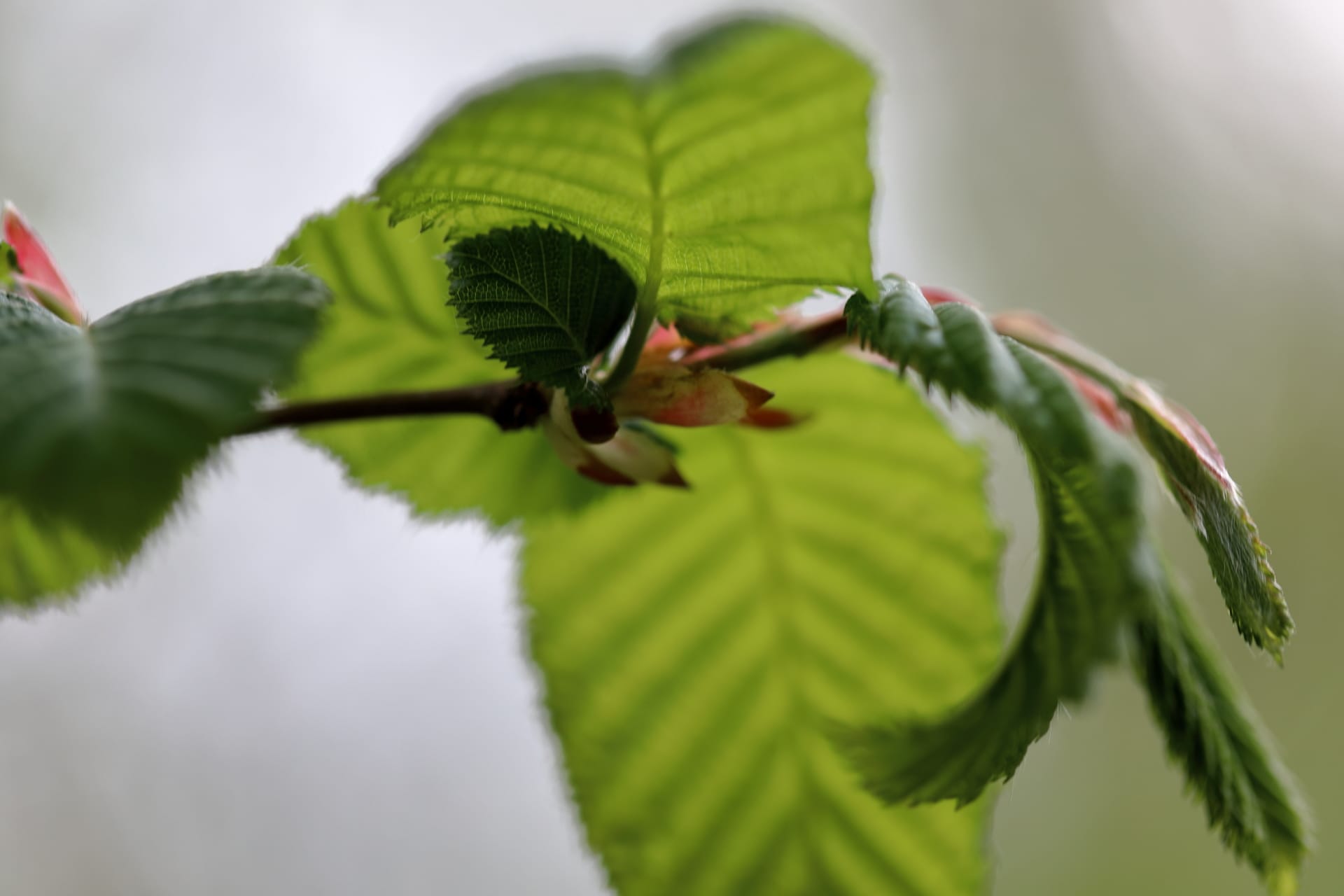 Buchenblatt Buchenblatt