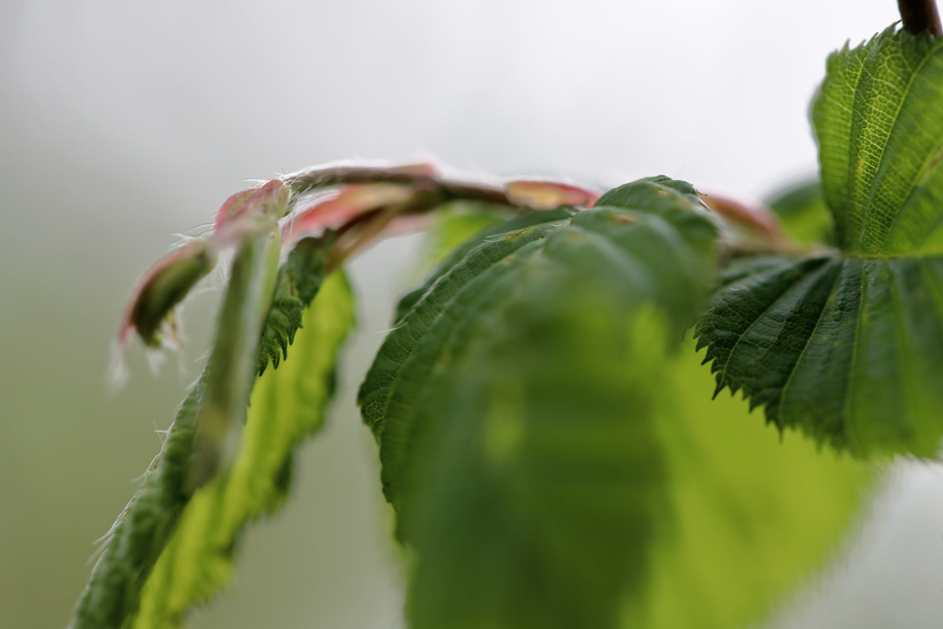 Buchenzweig Buchenzweig